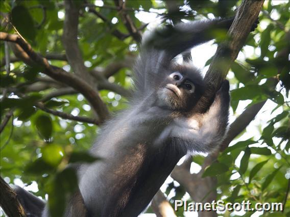 Dusky Leaf Monkey (Trachypithecus obscurus)