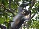 Dusky Leaf Monkey (Trachypithecus obscurus)