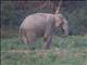 Asiatic Elephant (Elephas maximus)