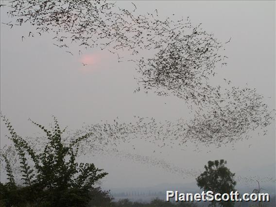 Wrinkle-lipped Free-tailed Bat (Chaerephon plicata)