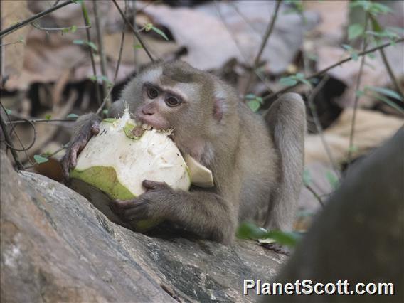 Northern Pig-tailed Macaque (Macaca leonina)