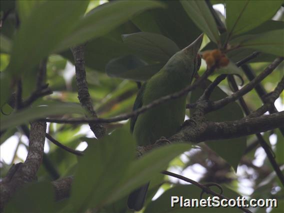 Moustached Barbet (Psilopogon incognitus)