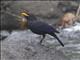 Blue Whistling-Thrush (Myophonus caeruleus)