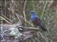 Blue Rock-Thrush (Monticola solitarius) - Female