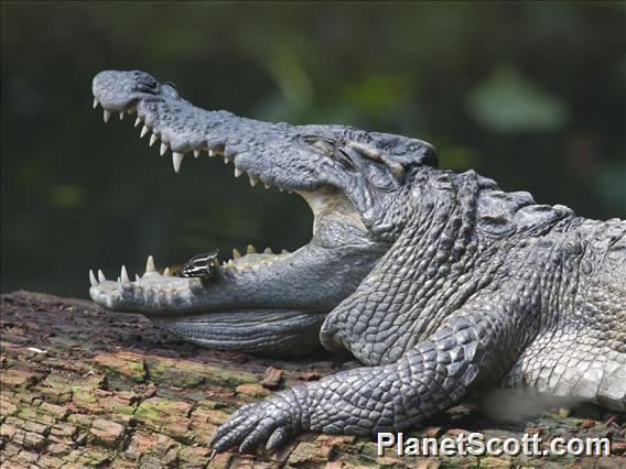 Siamese Crocodile (Crocodylus siamensis)