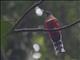 Red-headed Trogon (Harpactes erythrocephalus)