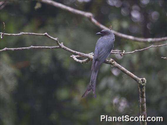 Ashy Drongo (Dicrurus leucophaeus)