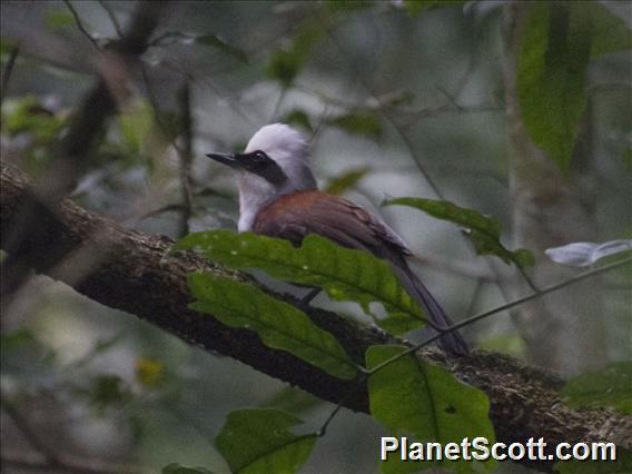 White-crested Laughingthrush (Garrulax leucolophus)