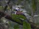 White-crested Laughingthrush (Garrulax leucolophus)