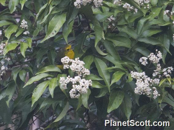 Great Iora (Aegithina lafresnayei)