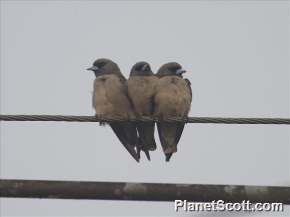 Ashy Woodswallow (Artamus fuscus)