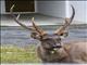 Sambar (Cervus unicolor) - Male