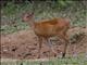 Northern Red Muntjac (Muntiacus vaginalis)