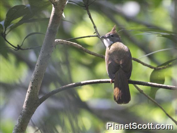 Puff-throated Bulbul (Alophoixus pallidus)