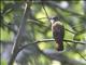 Puff-throated Bulbul (Alophoixus pallidus)