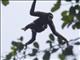 White-handed Gibbon (Hylobates lar)