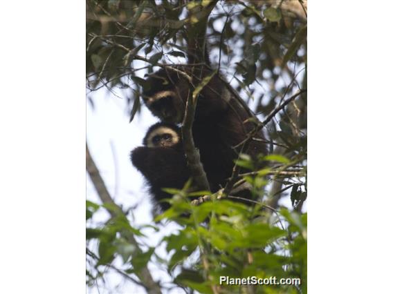 White-handed Gibbon (Hylobates lar)