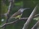 Little Spiderhunter (Arachnothera longirostra)