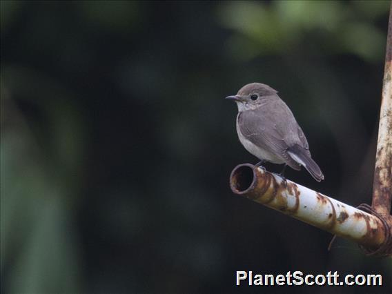 Taiga Flycatcher (Ficedula albicilla)