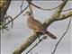 Spotted Dove (Streptopelia chinensis) - Juvenile