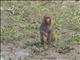 Rhesus Macaque (Macaca mulatta)