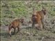 Rhesus Monkey (Macaca mulatta)