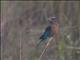 Indochinese Roller (Coracias affinis)