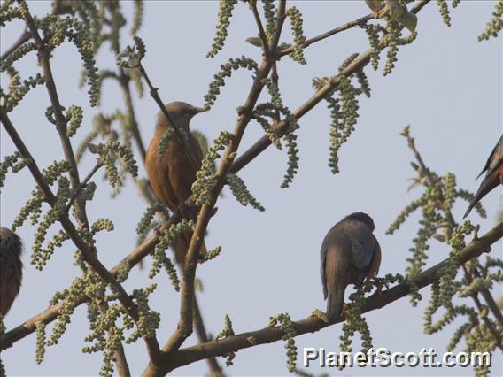 Chestnut-tailed Starling (Sturnia malabarica)