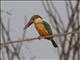 Stork-billed Kingfisher (Pelargopsis capensis)