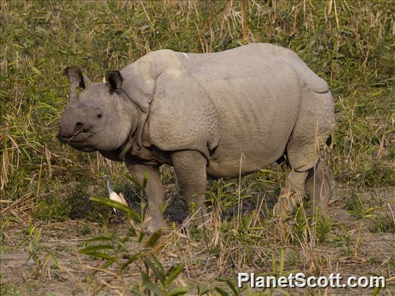 Indian Rhinoceros (Rhinoceros unicornis)