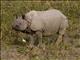 Indian Rhinoceros (Rhinoceros unicornis)