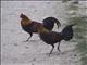 Red Junglefowl (Gallus gallus)