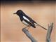 Oriental Magpie-Robin (Copsychus saularis)