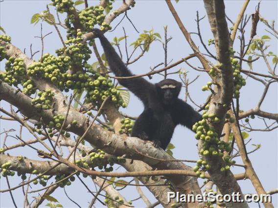 Western Hoolock Gibbon (Hoolock hoolock)