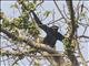 Western Hoolock Gibbon (Hoolock hoolock)