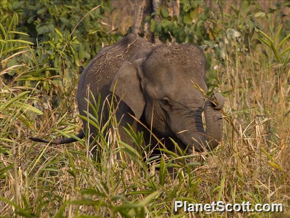 Asiatic Elephant (Elephas maximus)