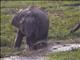 Asiatic Elephant (Elephas maximus)