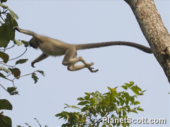 Capped Langur (Trachypithecus pileatus)