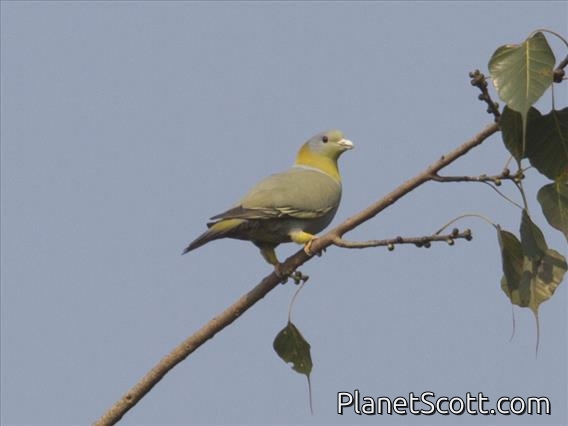 Yellow-footed Green-Pigeon (Treron phoenicopterus)