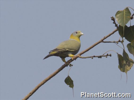 Yellow-footed Pigeon (Treron phoenicopterus)