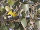 Yellow-footed Pigeon (Treron phoenicopterus) - Eating