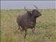 Water Buffalo (Bubalus bubalis)