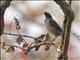 Jungle Myna (Acridotheres fuscus)