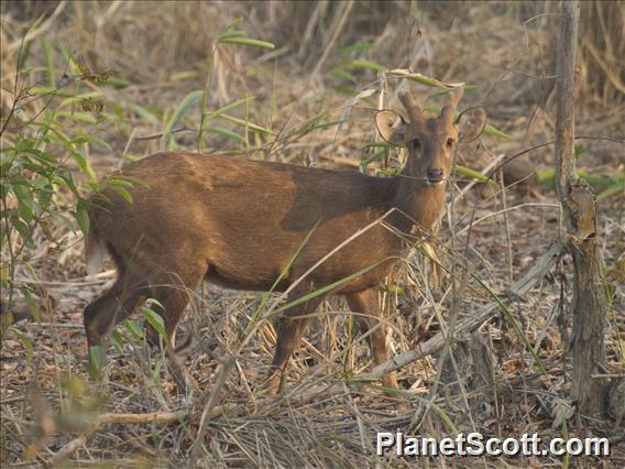 Hog Deer (Axis porcinus)