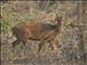 Hog Deer (Axis porcinus)