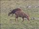 Hog Deer (Axis porcinus)