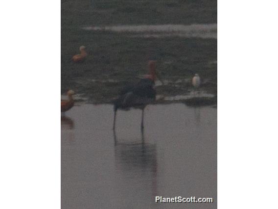 Greater Adjutant (Leptoptilos dubius)