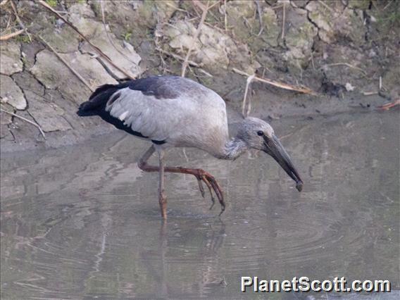 Asian Openbill (Anastomus oscitans)