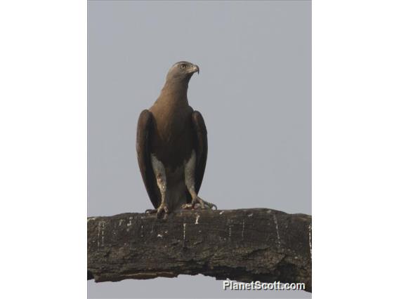 Gray-headed Fish-Eagle (Icthyophaga ichthyaetus)