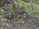 White-breasted Waterhen (Amaurornis phoenicurus)